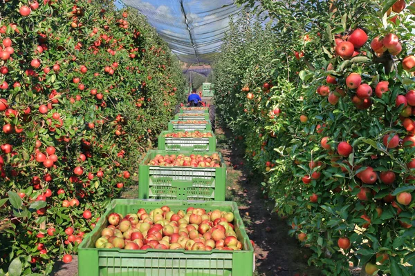 苹果在收获后装在一个盒子里 在一排排果园之间运送到冷藏室 农民们用反冰雹网在果园里摘成熟的苹果 — 图库照片