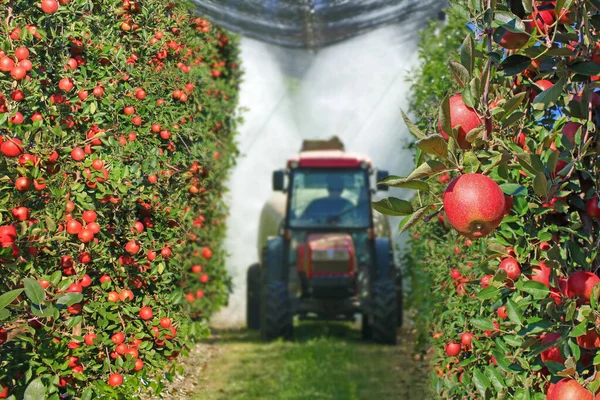 喷洒苹果园以防止病虫害 夏天苹果果树喷施拖拉机和农业机械 — 图库照片