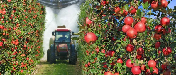 病気や昆虫から保護するためにリンゴの果樹園を噴霧 夏にトラクターや農業機械で噴霧リンゴの木 — ストック写真