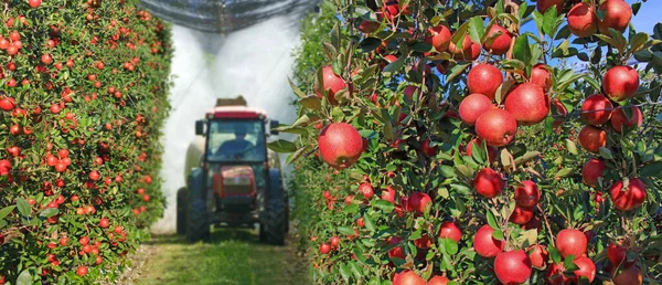 Pulverización Huerto Manzanas Para Proteger Contra Enfermedades Insectos Pulverización Manzanos — Foto de Stock