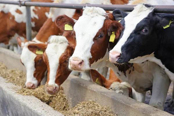 Fazenda Leiteira Gado Simmental Holandês Vacas Alimentação Fazenda Close Livre — Fotografia de Stock