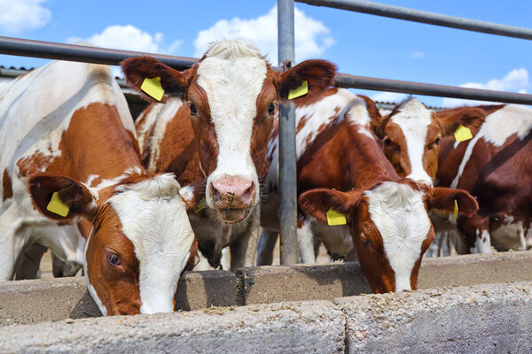 Dairy farm, simmental cattle, feeding cows on farm