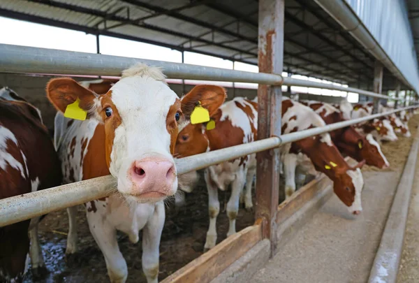 Ferme Laitière Bovins Simmentaires Vaches Nourricières Ferme — Photo