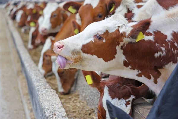 Granja Lechera Ganado Simmental Vacas Alimentadas Granja Vaca Con Lengua — Foto de Stock