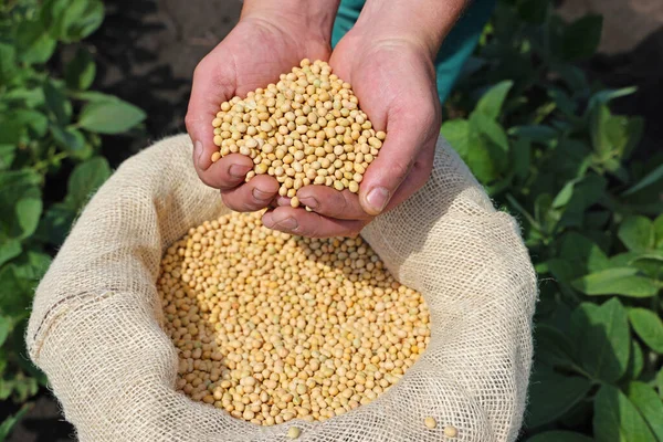 Soybean Grain Hands Successful Farmer Background Green Soybean Field Agricultural — Stock Photo, Image