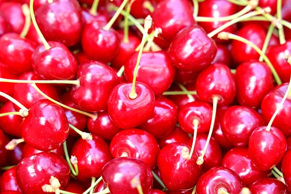 Close Bunch Freshly Picked Sweet Cherries Royalty Free Stock Photos
