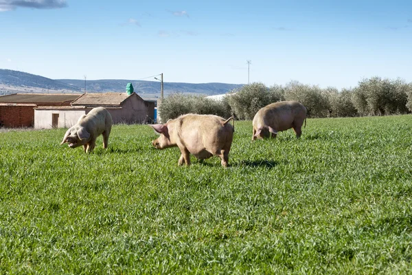 Alanda otlayan domuzlar — Stok fotoğraf