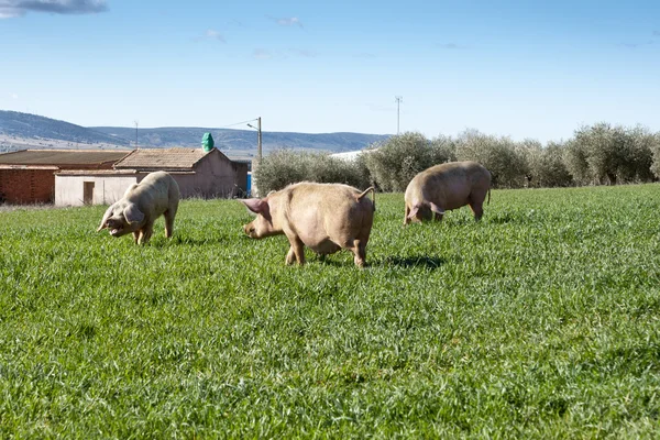 Prasata pasoucí se v poli — Stock fotografie