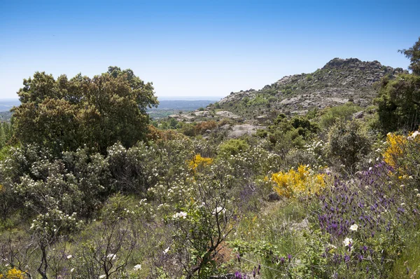 İlkbahar — Stok fotoğraf