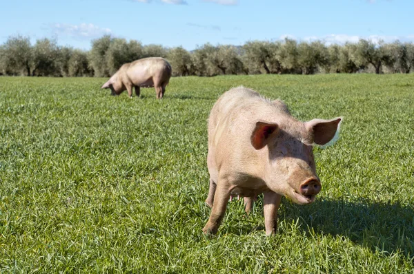 Two pigs — Stock Photo, Image