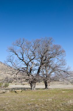 çıplak kestane ağaçları
