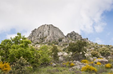 Pico de la miel, bal tepe