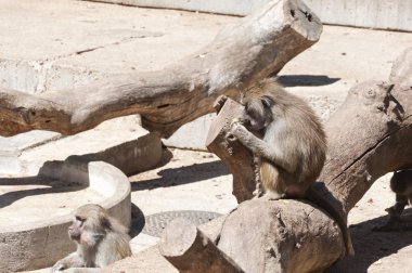 Sarı maymun (Papio cynocephalus)