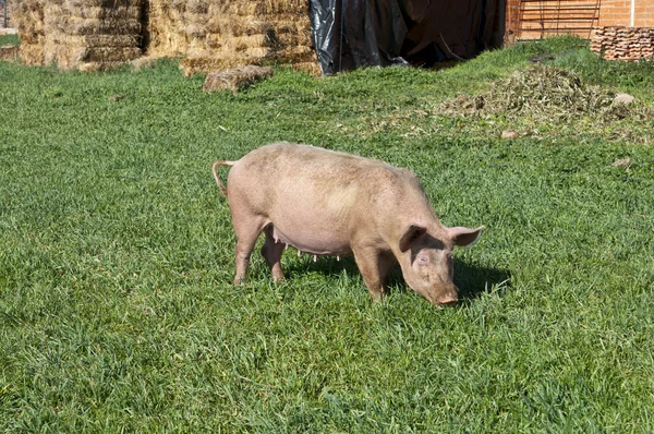 Pig grazing in field. — Stock Photo, Image