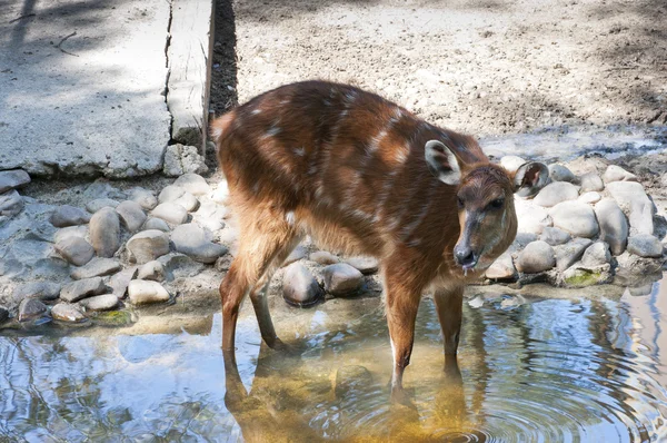 Sitatunga (捻 spekii) — 图库照片