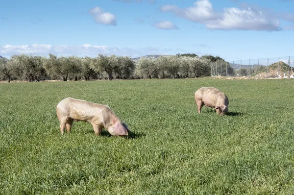 Dvě prasata, pasoucí se v poli — Stock fotografie