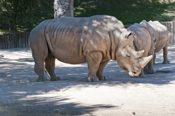 White Rhinoceros (Ceratotherium simum) — Stock Photo, Image