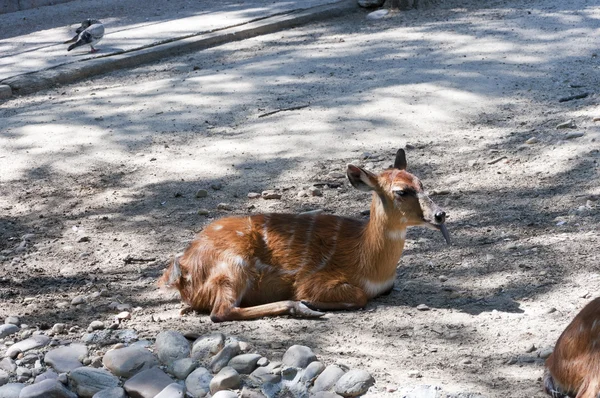 Sitatunga (Tragelaphus spekii) — Stock Photo, Image