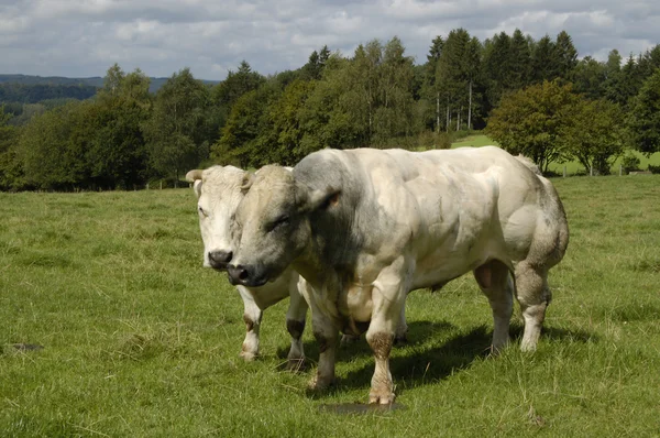 Bull en koe — Stockfoto