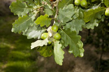 Sapsız meşe, quercus petraea