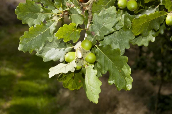 Sessiele eik, quercus petraea — Stockfoto