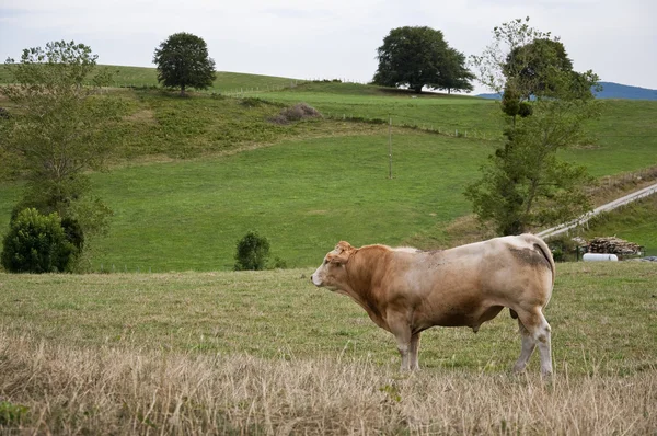 Stier in veld — Stockfoto