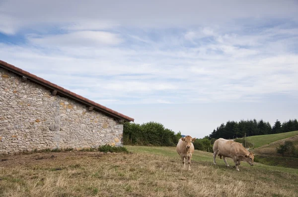 Koeien in veld — Stockfoto