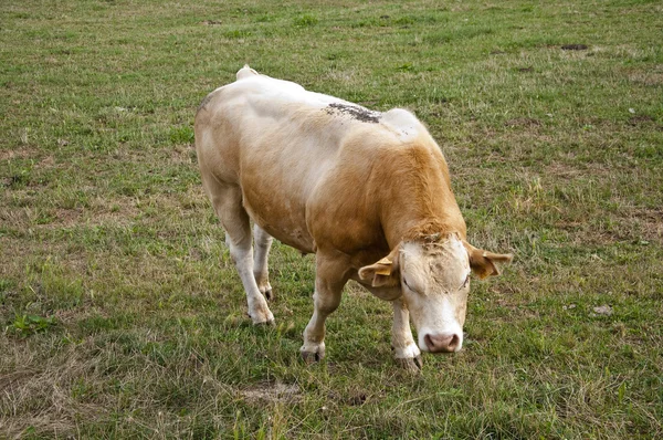 Stier in veld — Stockfoto