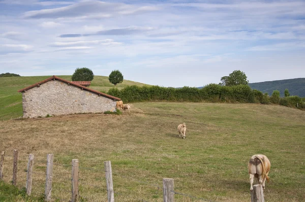 Cows in filed — Stock Photo, Image