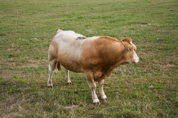 Bull in field — Stock Photo, Image