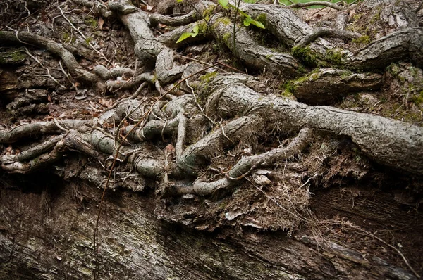 Murgröna på oak — Stockfoto