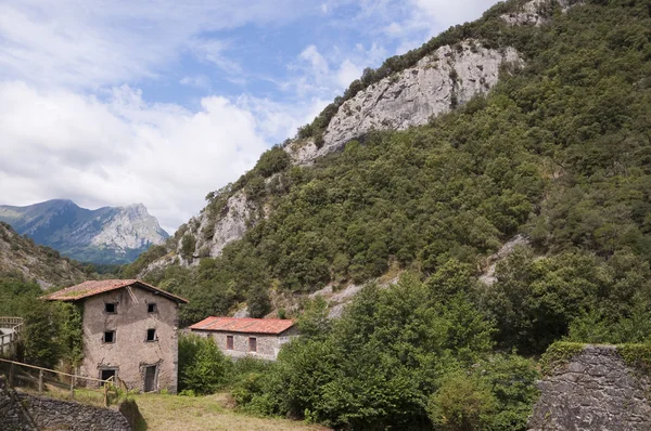 Legname retict Holm in Navarra (Spagna) ) — Foto Stock