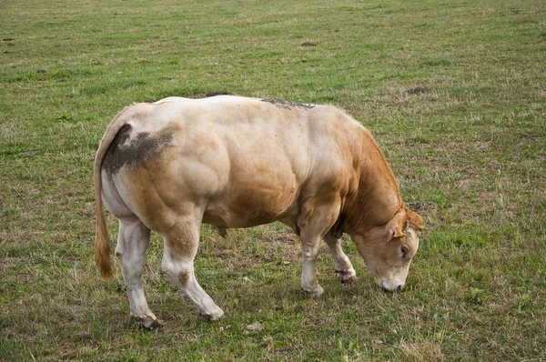 Bull in field — Stock Photo, Image