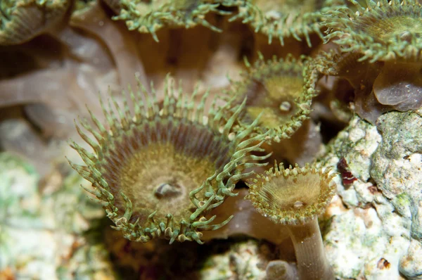 Zoanthus poliep — Stockfoto