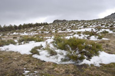 İspanyol altın süpürge