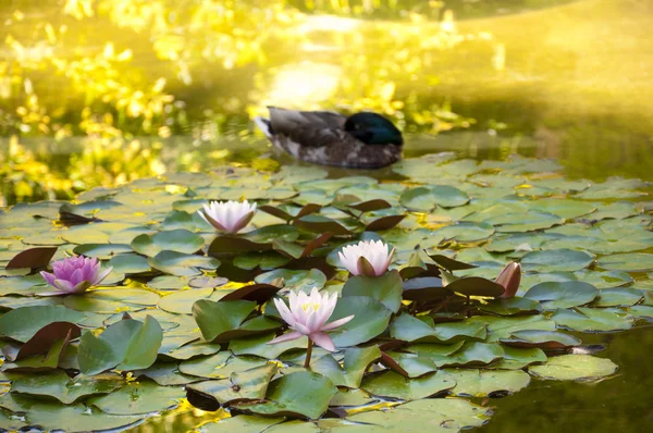 Pato y lirios de agua . —  Fotos de Stock