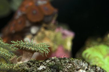 Zoanthus