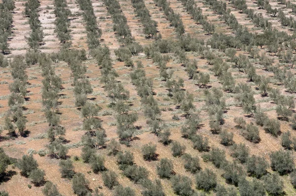 Olivos — Foto de Stock