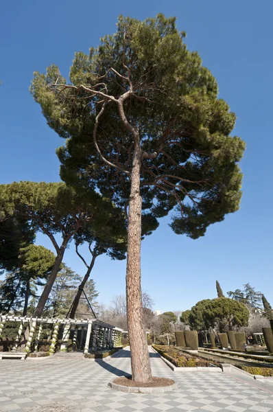 Pine tree and pergolas — Stock Photo, Image