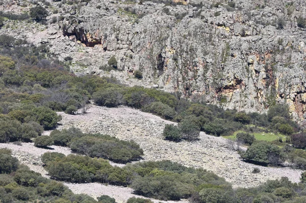 Bosque mediterráneo — Foto de Stock