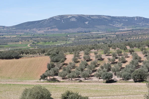 Olive groves — Stock Photo, Image