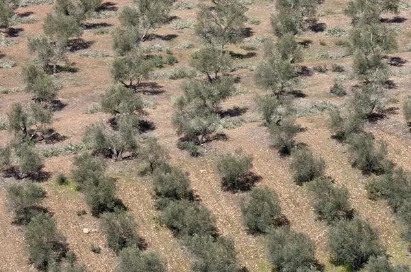 Aerial view of olive groves. — Stock Photo, Image