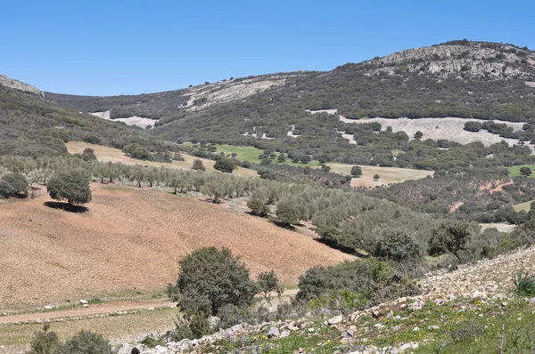 Mediterrane bossen over kwartsiet bergen. — Stockfoto