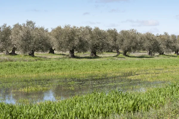 Olive grove — Stock Photo, Image