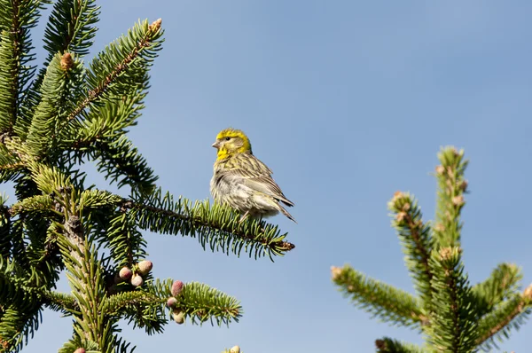 European Serin — Stock Photo, Image