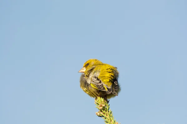 유럽 greenfinch — 스톡 사진