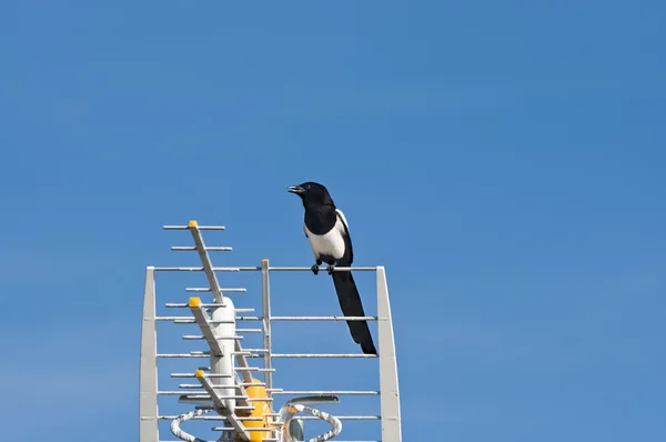 カササギ — ストック写真