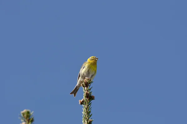 Serin europeu — Fotografia de Stock