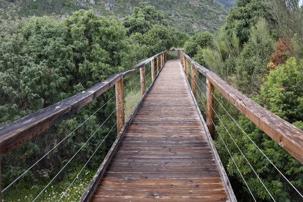 Caminho de madeira — Fotografia de Stock