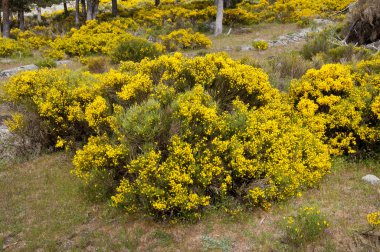 Cytisus purgans